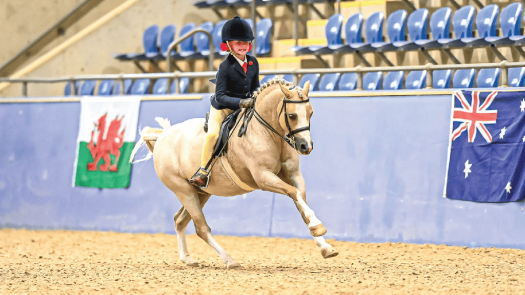 Equestrian at Robertson Show